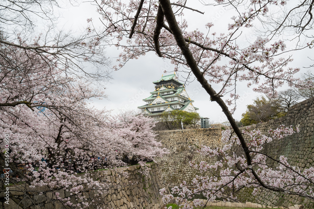 大阪城の桜