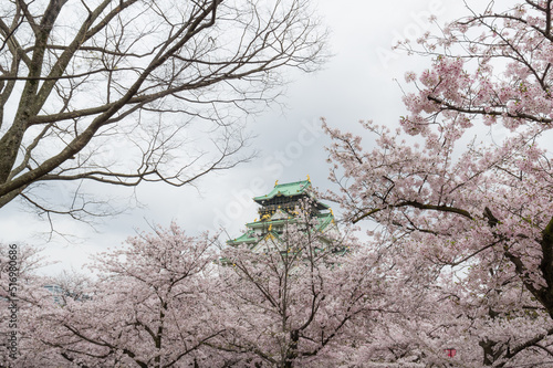 Obraz na płótnie 大阪城の桜 w salonie