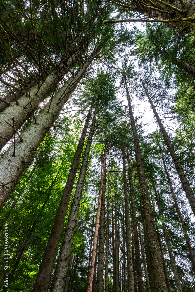 Tall trees in forest, viewed from bottom to top