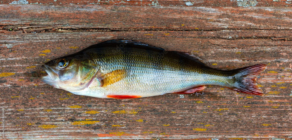 Fotografie Perch fish on old wooden background
