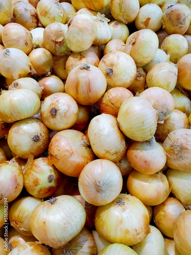 Fresh raw bulbs onion Allium Cepa