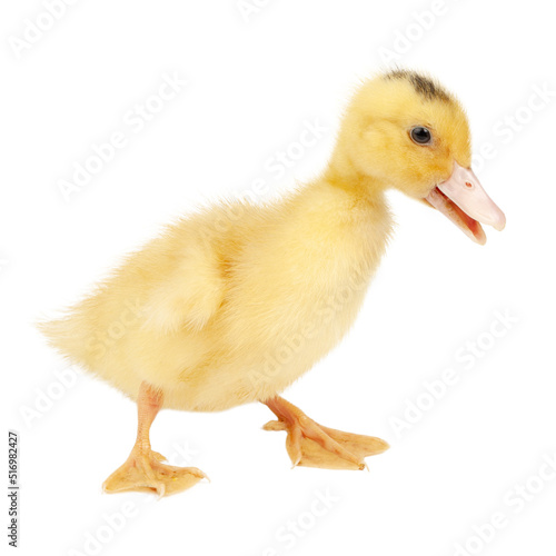 Young poultry bird  yellow fluffy duckling on a white background.
