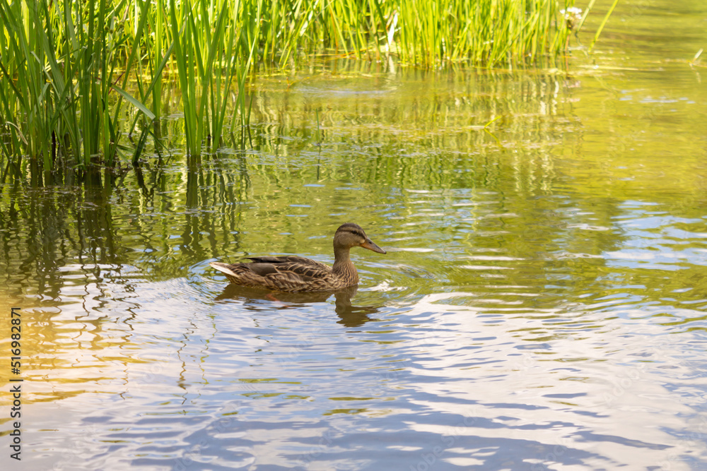 Organic wild duck on the pond, selective focus Organic wild duck on the pond, selective focus