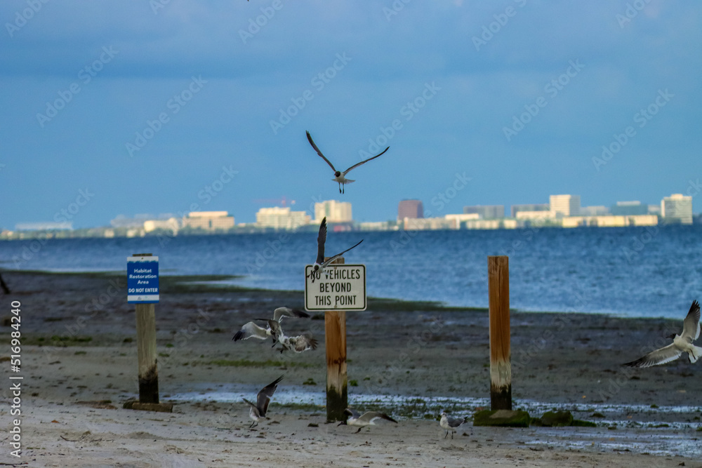 Seagulls at the beach with the cityscape as a backdrop