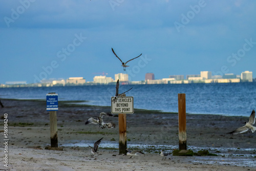 Seagulls at the beach with the cityscape as a backdrop