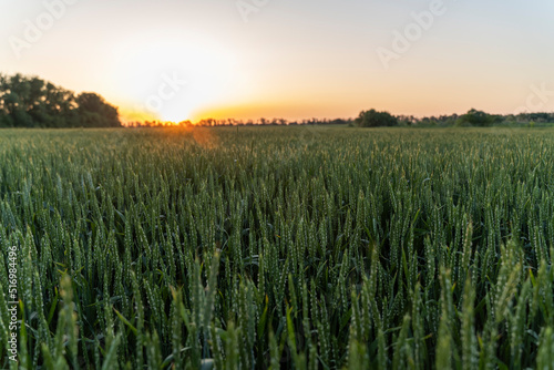 Wheat field at sunset. Ears of green wheat close-up. Harvest concept. Beautiful landscape under bright sunlight. Background of ripening ears of a wheat field