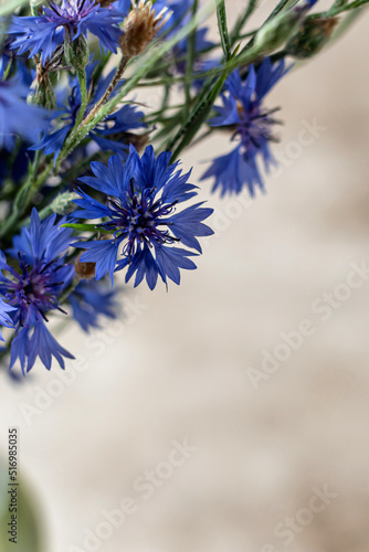 Summer background with cornflower . Floral backround. Blue cornflowers on beige with text space