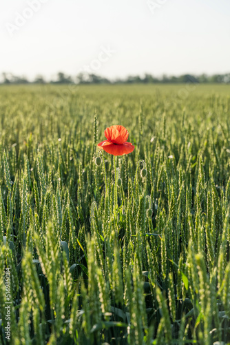 One red poppy flower in large green Wheat field. Concept of harvest, success, achievement and uniqueness. Rural landscape of the sunset of nature. Beautiful landscape under bright sunlight