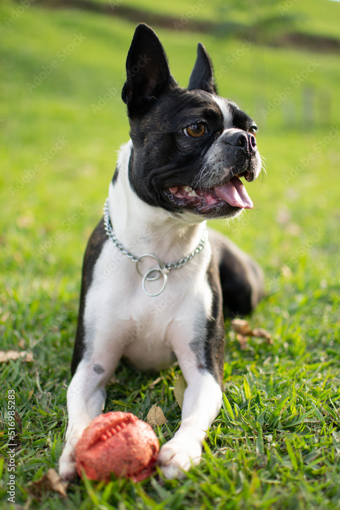 cute black and white bulldog looks sideways while plays around the park with a red ball in a sunny afternoon	