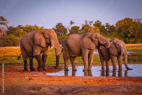 Afrikanische Elefanten  Loxodonta africana  im Okavanko Delta  Botswana