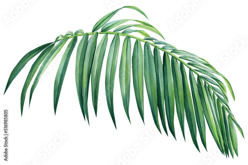 floral element. Palm leaf. Jungle botanical watercolor illustrations 