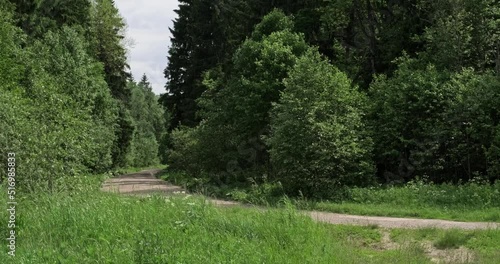 Forest road, a country road without asphalt going into the distance into the forest. High quality 4k footage
