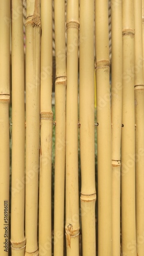 bamboo background