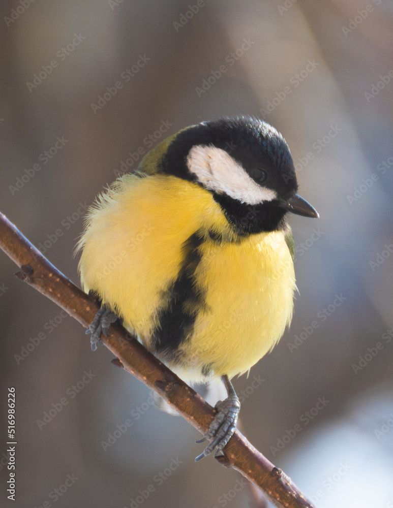 Birds in Ukraine