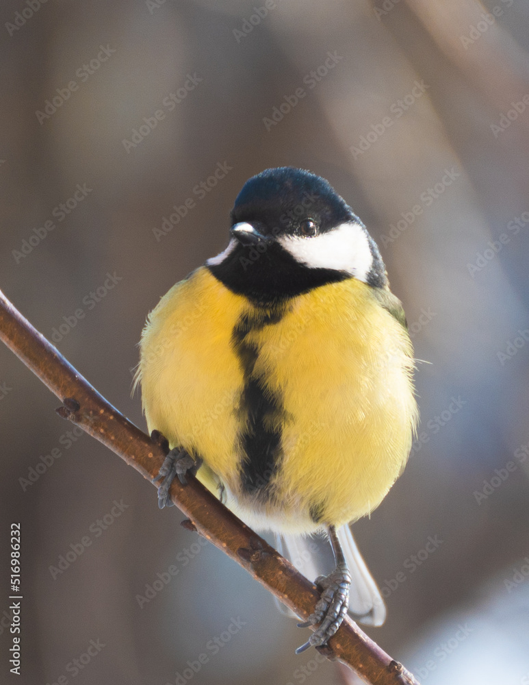 Obraz premium Birds in Ukraine