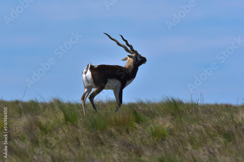 Male Blackbuck Antelope in Pampas plain environment, La Pampa province, Argentina © foto4440