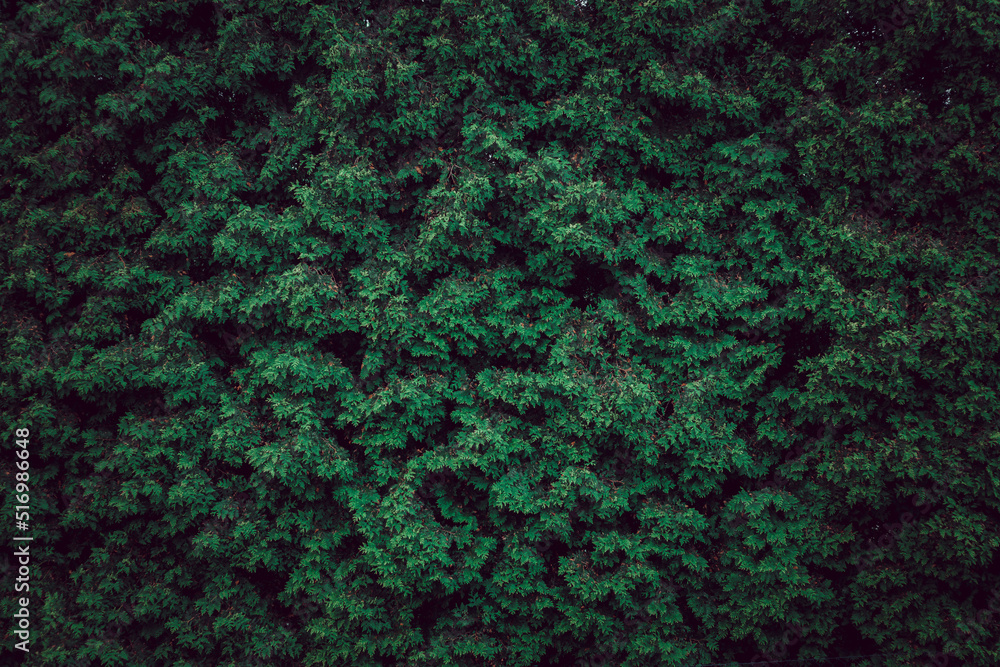 abstract nature green background abstract nature green background