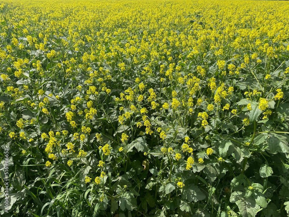 Fototapeta premium field of yellow flowers
