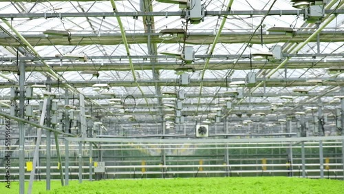 Wallpaper Mural Greenhouse plantation with lettuce greenery. Concept for industrial agriculture. Rows of Plant Cultivated Inside a Large Greenhouse Building. Eco farming business. Cultivate and Selection. Torontodigital.ca