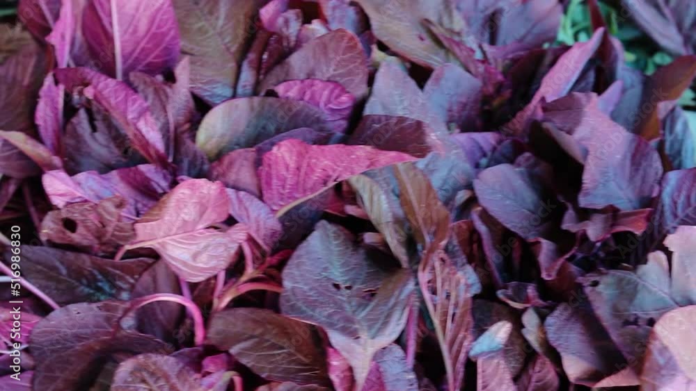 fresh organic red amaranth spinach from farm close up from different angle fresh organic red amaranth spinach from farm close up from different angle
