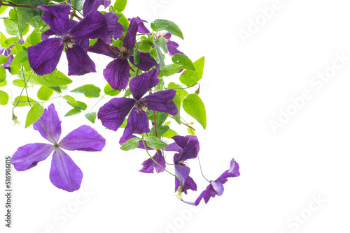 beautiful blooming clematis on a white background