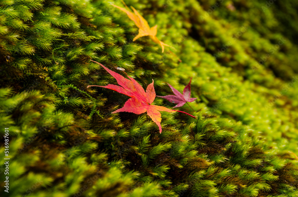 紅葉の瑠璃光院(京都府左京区)