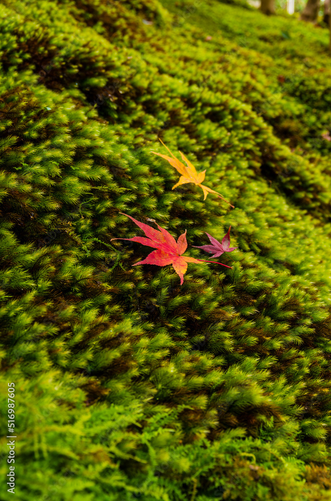 紅葉の瑠璃光院(京都府左京区)