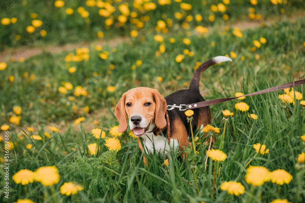 Summertime portrait of beagle dog walking among bright yellow dandelions