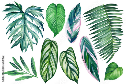 Palm leaf. Tropical leaves set. Jungle botanical watercolor illustrations  floral elements on isolated white background