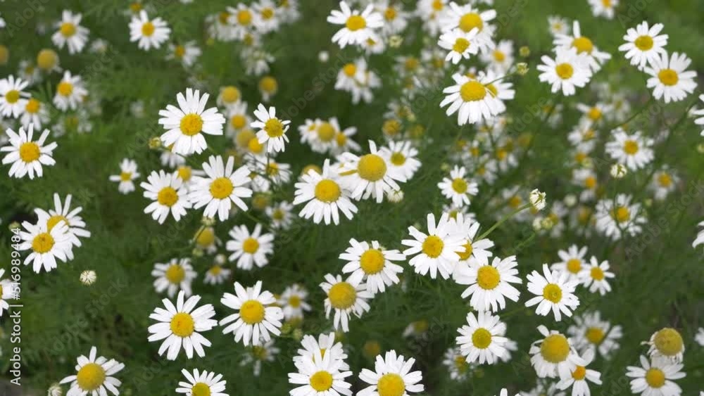 Wild daisies bloom in summer, top view sway in the wind. Wild daisies bloom in summer, top view sway in the wind.