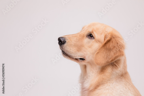 Portrait of cute brown Golden Retriever dog looking to snack or food on grey © SKT Studio