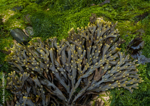 Close-up on bladderwrack Seaweed and green algae on the west coast of Ireland
