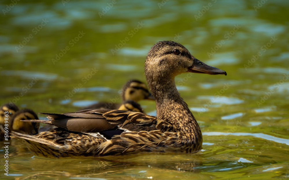 Birds and nature, Ukraine, Kharkiv region Birds and nature, Ukraine, Kharkiv region