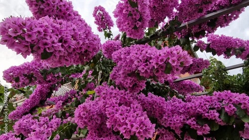 Beautiful bright Bugénvilea bush in tropical garden of Mediterranean coast in Croatia photo