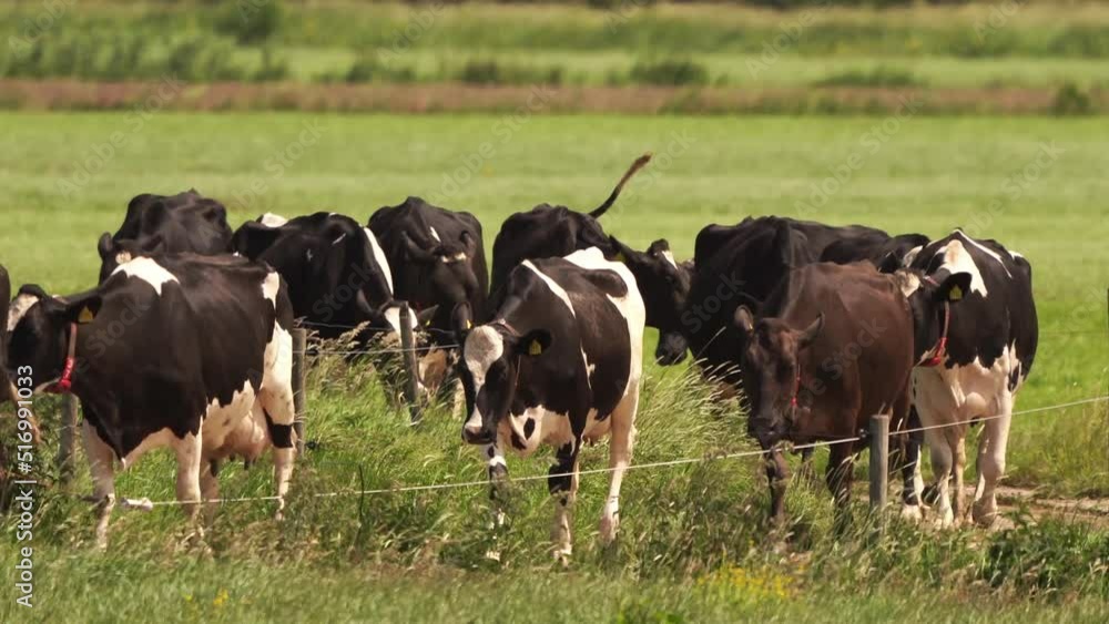Young dairy cattle walking out of a meadow Young dairy cattle walking out of a meadow
