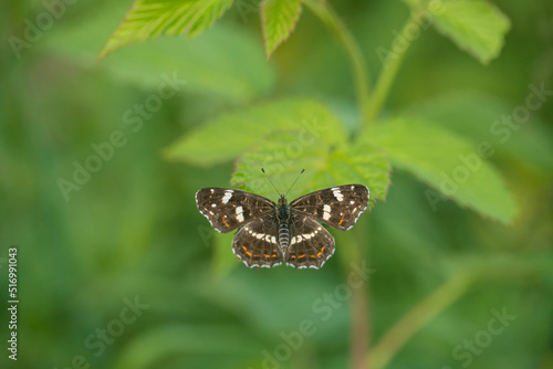 Summer form of the map butterfly (Araschnia levana).