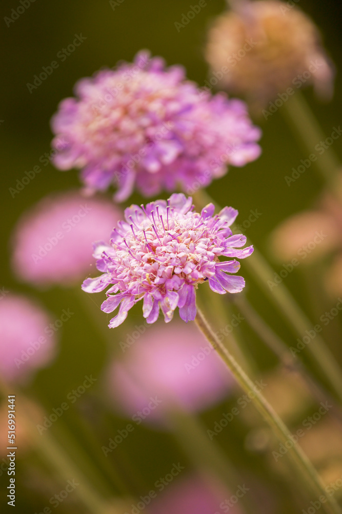 Scabiosa cretica.Puig des Teix. Valldemossa.Sierra de Tramuntana.Mallorca.Islas Baleares. España. Scabiosa cretica.Puig des Teix. Valldemossa.Sierra de Tramuntana.Mallorca.Islas Baleares. España.