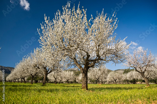 Almendros en flor, Prunus dulcis. S' Esglaieta. Mallorca.Islas Baleares. Spain.