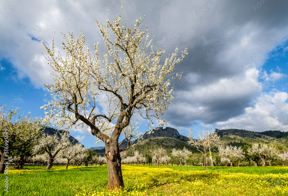 almendros floridos, Prunus dulcis, Son Maixella,  Mallorca, balearic islands, Spain
