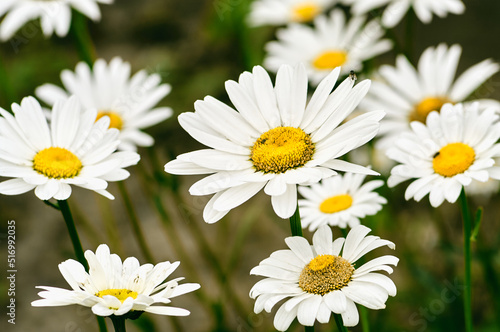 There are a lot of daisies growing in the clearing  daisies photographed in close-up  beautiful white flowers  a symbol of summer and warmth  a summer still life