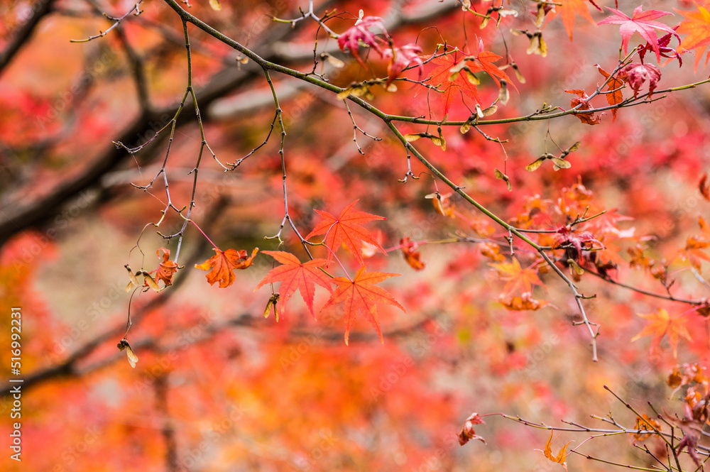 東福寺の紅葉