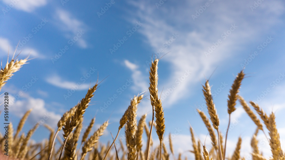 golden wheat field against blue sky just before the harvest golden wheat field against blue sky just before the harvest