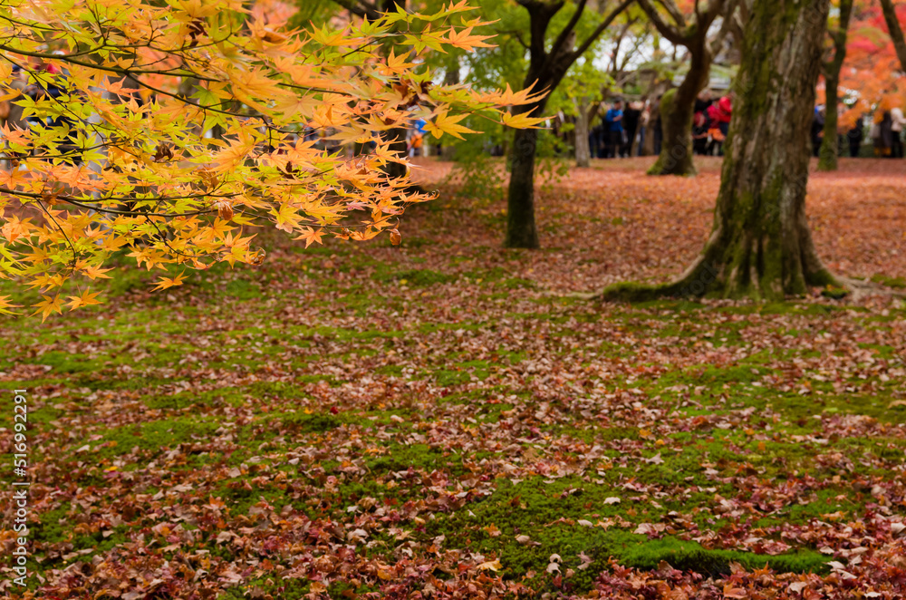 東福寺の紅葉