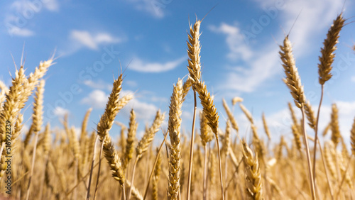 golden wheat field against blue sky just before the harvest