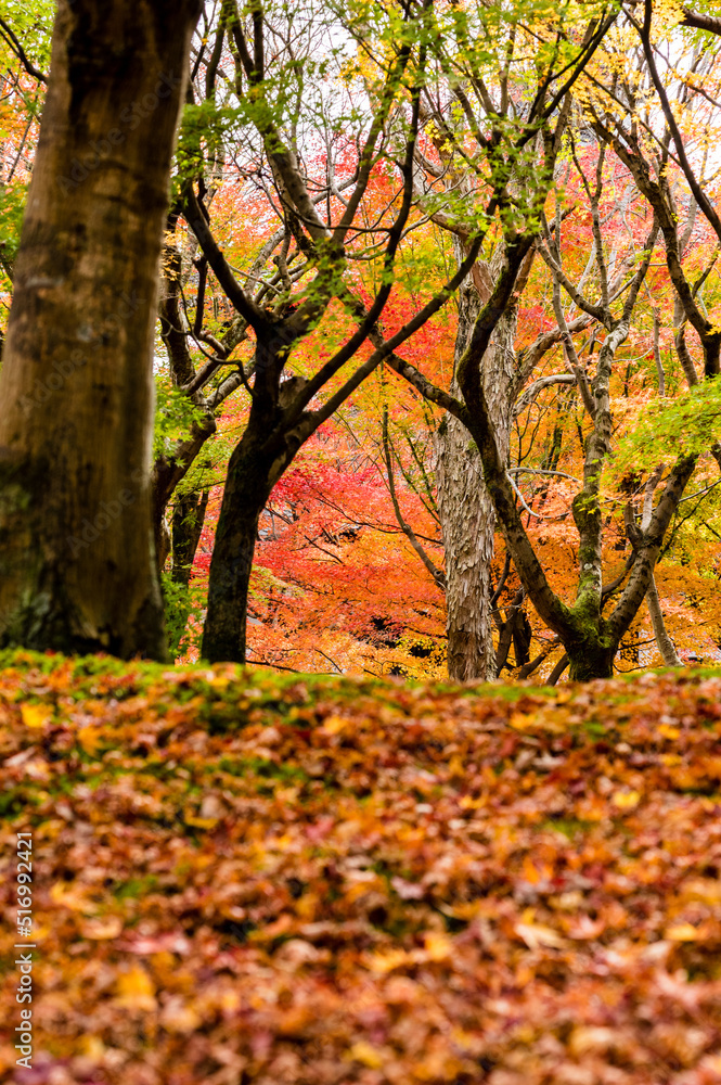 Fototapeta premium 東福寺の紅葉
