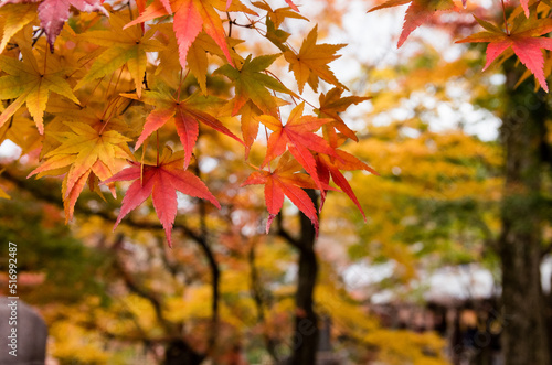 Obraz na płótnie 東福寺の紅葉 w salonie
