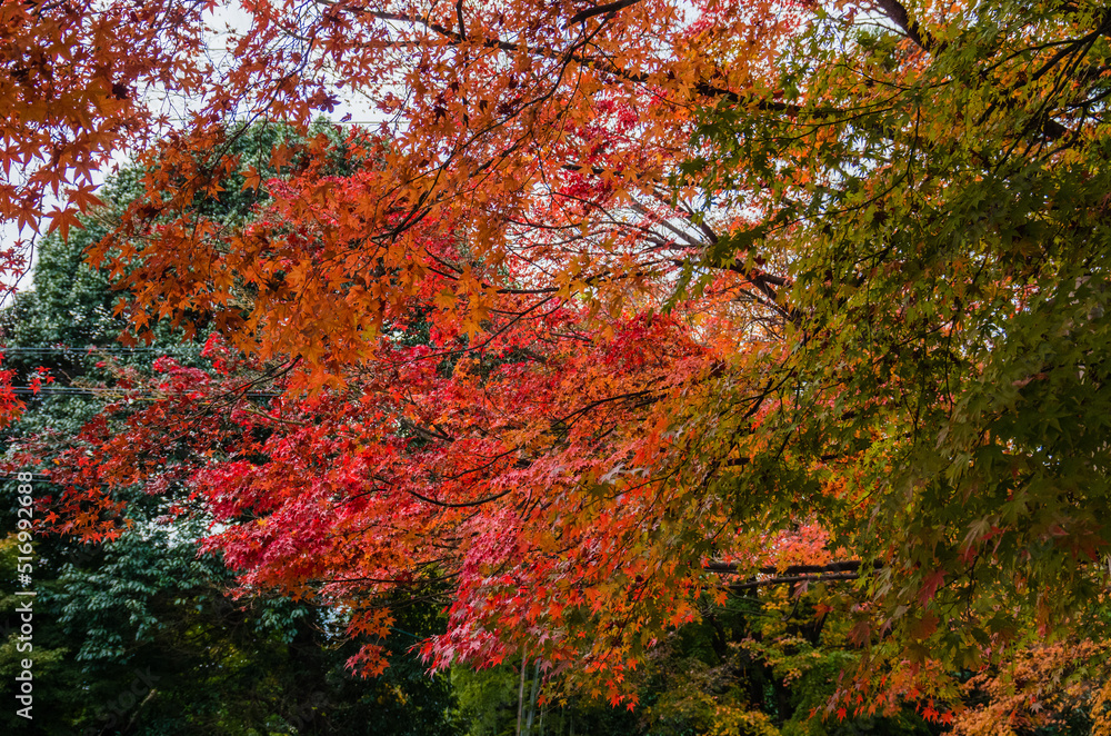 東福寺の紅葉