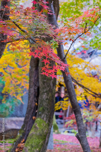 Obraz na płótnie 東福寺の紅葉 w salonie