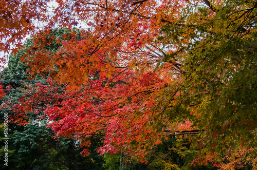 東福寺の紅葉 © 弘文 杉尾