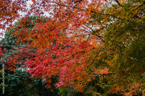 東福寺の紅葉